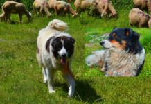 The Moroccan sheepdog, Dog Beldi The Moroccan sheepdog, Dog Beldi